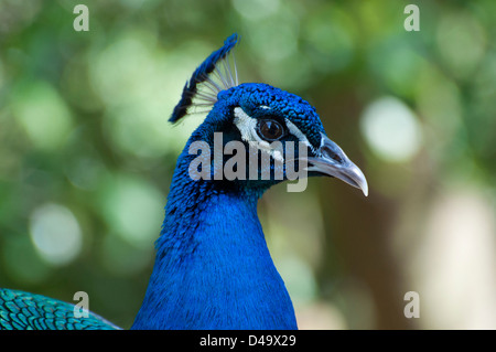 Close-up d'un paon. Banque D'Images