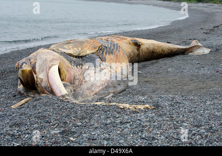 Une baleine morte du Nord juvénile sur le raton laveur, l'île Campobello, au Nouveau-Brunswick, Canada Banque D'Images