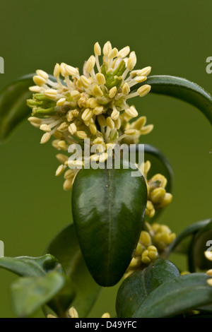 Common Box (Buxus sempervirens) en fleurs, au début du printemps, close-up Banque D'Images