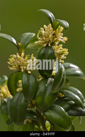 Common Box (Buxus sempervirens) en fleurs, au début du printemps, close-up Banque D'Images