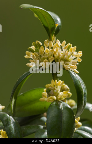 Common Box (Buxus sempervirens) en fleurs, au début du printemps, close-up Banque D'Images