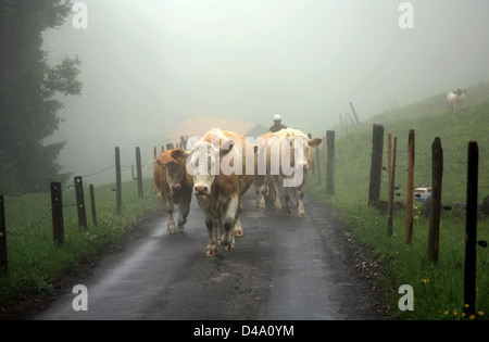 Vaches alpines dans la brume Banque D'Images