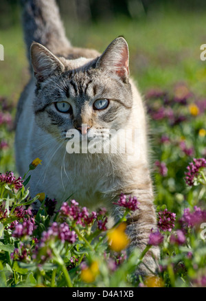 Un chat tigré rôdant parmi les fleurs sauvages Banque D'Images