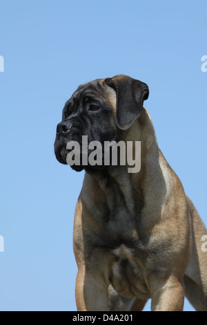 Bullmastiff chien puppy portrait Banque D'Images