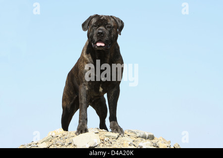 Bullmastiff chien debout sur un rocher adultes Banque D'Images