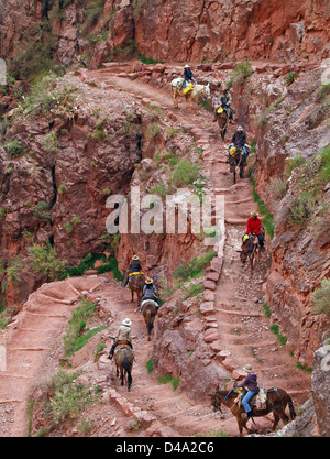 Mule guidée riders descendant l'échelle de Jacob sur le Bright Angel Trail dans le Grand Canyon le 15 avril 2007 au Grand Canyon National Park, Arizona. L'échelle de Jacob est une série de lacets à travers le calcaire redwall situé juste en dessous de Three-Mile Resthouse. Banque D'Images