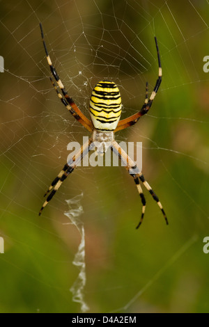 Argiope araignée sur le web Banque D'Images