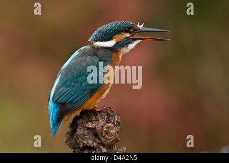 Un Martin-pêcheur assis sur son perchoir et manger un poisson Banque D'Images