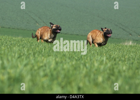 Chien Bullmastiff / deux adultes s'exécutant dans un champ Banque D'Images