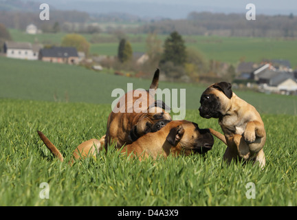 Chien Bullmastiff / deux adultes et un chiot jouant dans un champ Banque D'Images