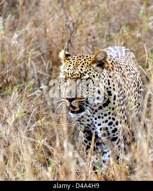 Les tiges d'un léopard à travers les herbes hautes dans le Parc National du Serengeti, Tanzanie Banque D'Images