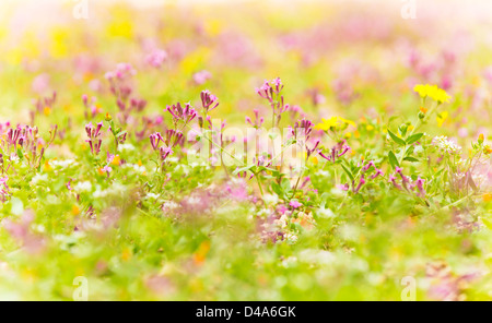 Image de belle glade, champ de fleurs fleurs roses, abstract natural background, Blooming Meadow, peu profond, dof selective Banque D'Images