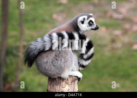 Un ring-tailed lemur (Lemur catta) avec sa longue queue autour du corps est assis sur un journal et à l'avant Banque D'Images