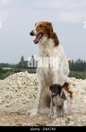 Chien barzoi Barzoï / / russe / Barsoi Wolfhound adulte et chiot assis sur un rocher Banque D'Images