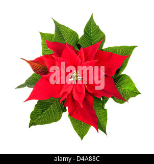 Le poinsettia rouge et vert pour Noël isolé sur fond blanc d'en haut Banque D'Images