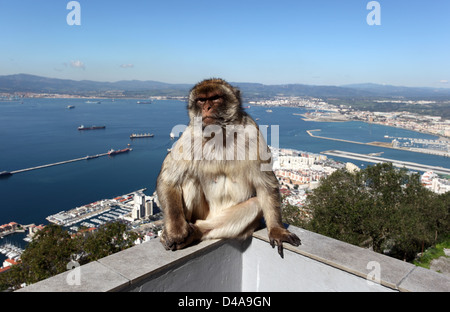 Un macaque de barbarie assis sur une clôture autour de la gare supérieure du téléphérique de Gibraltar Banque D'Images