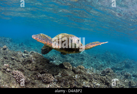 Tortue de mer verte nage au large de la côte de Maui, Hawaii. Banque D'Images