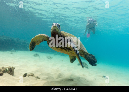 Une femme en santé, en forme à tubas Napili Bay, Maui, Hawaï avec une tortue de mer verte. Banque D'Images