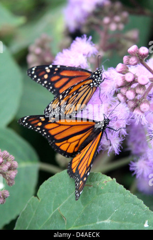 Le monarque (Danaus plexippu) Banque D'Images
