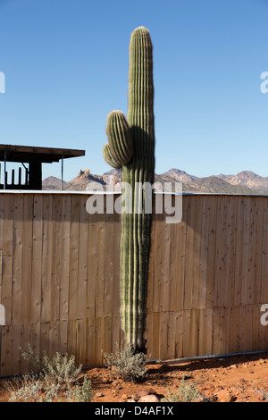 Un énorme cactus en face d'un mur en bois dans la région de Goldfield Ghost Town en Arizona, États-Unis Banque D'Images