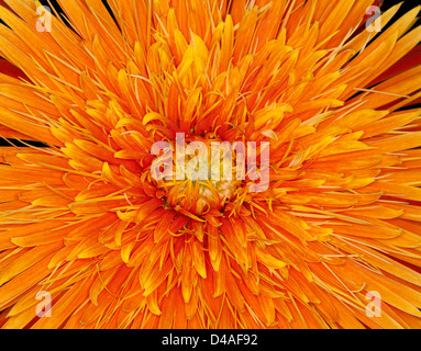 Close up of cluster dense de fines pétales de fleurs orange vif imprenable de Gerbera bauerii nobleflora Banque D'Images