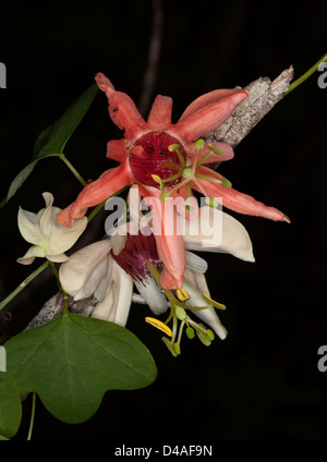 Fleur rouge saumon, fleur blanche, feuillage vert et de Passiflora aurantia passiflore australiennes indigènes -avec fond sombre Banque D'Images