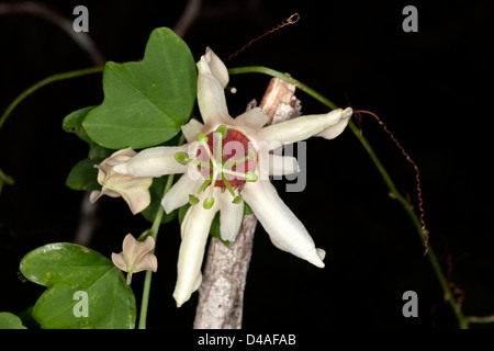 Fleur blanc et vert lumineux feuillage de Passiflora aurantia passiflore indigènes australiens - - sur un fond sombre Banque D'Images