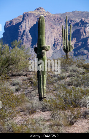 Un grand cactus avec une montagne en arrière-plan. Banque D'Images