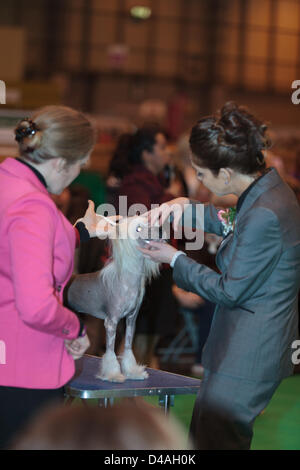 Le championnat 2013 Crufts Dog Show qui a eu lieu à l'Exposition nationale, le centre de Birmingham, Royaume-Uni au cours de la période 07 -10 mars 2013. Crufts a commencé en 1891. • Au cours des dix dernières années, Crufts a soulevé £135 500 pour le Kennel Club Charitable Trust (KCCT) de chien exposants seul. L'KCCT distribue de l'argent pour re-homing chien chien d'assistance et de bienfaisance, et finance la recherche qui aide à la compréhension et à la prévention des maladies du chien. Par exemple, les dons de la KCCT ont contribué à créer un test ADN qui a retiré du CLAD, une maladie qui a causé la mort précoce en Setter Irlandais chiots. L'K Banque D'Images