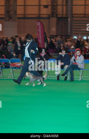 Le championnat 2013 Crufts Dog Show qui a eu lieu à l'Exposition nationale, le centre de Birmingham, Royaume-Uni au cours de la période 07 -10 mars 2013. Crufts a commencé en 1891. • Au cours des dix dernières années, Crufts a soulevé £135 500 pour le Kennel Club Charitable Trust (KCCT) de chien exposants seul. L'KCCT distribue de l'argent pour re-homing chien chien d'assistance et de bienfaisance, et finance la recherche qui aide à la compréhension et à la prévention des maladies du chien. Par exemple, les dons de la KCCT ont contribué à créer un test ADN qui a retiré du CLAD, une maladie qui a causé la mort précoce en Setter Irlandais chiots. L'K Banque D'Images