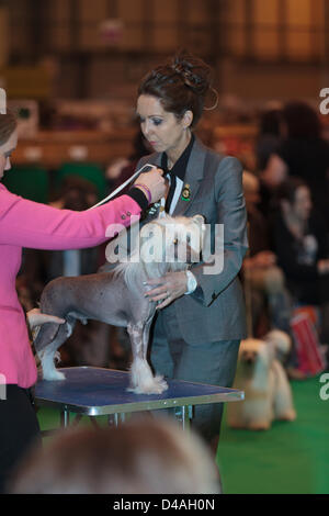 Le championnat 2013 Crufts Dog Show qui a eu lieu à l'Exposition nationale, le centre de Birmingham, Royaume-Uni au cours de la période 07 -10 mars 2013. Crufts a commencé en 1891. • Au cours des dix dernières années, Crufts a soulevé £135 500 pour le Kennel Club Charitable Trust (KCCT) de chien exposants seul. L'KCCT distribue de l'argent pour re-homing chien chien d'assistance et de bienfaisance, et finance la recherche qui aide à la compréhension et à la prévention des maladies du chien. Par exemple, les dons de la KCCT ont contribué à créer un test ADN qui a retiré du CLAD, une maladie qui a causé la mort précoce en Setter Irlandais chiots. L'K Banque D'Images