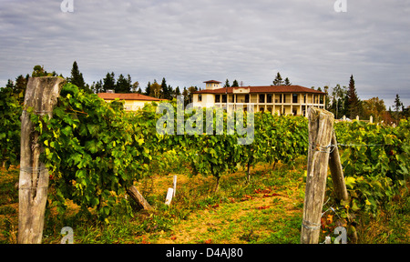 Rangées de vignes dans Gaspesie-Canada Banque D'Images