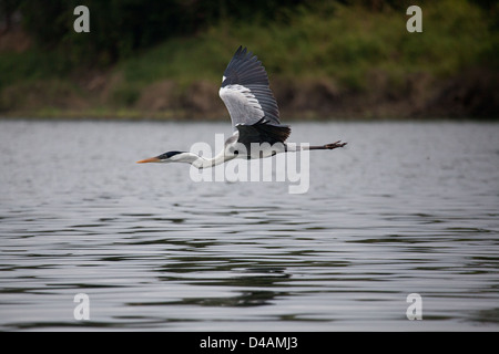 Héron Cocoi, sci. nom ; Ardea cocoi, au Lago Bayano, province de Panama, République du Panama. Banque D'Images