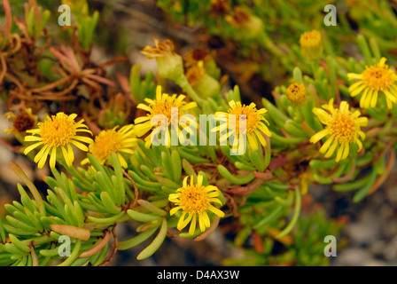 Inula marina, Asteraceae, Putzu Idu dunes, Sinis, Oriatano, Sardaigne, Italie Banque D'Images