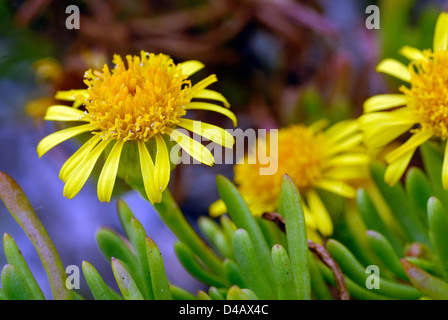 Inula marina, Asteraceae, Putzu Idu dunes, Sinis, Oriatano, Sardaigne, Italie Banque D'Images