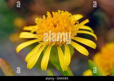 Inula marina, Asteraceae, Putzu Idu dunes, Sinis, Oriatano, Sardaigne, Italie Banque D'Images