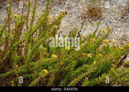 Inula marina, Asteraceae, Putzu Idu dunes, Sinis, Oriastano, Sardaigne, Italie Banque D'Images