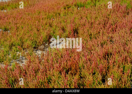 Saltwort Salicornia fruticosa, vivace, Chenopodiaceae, Putzu Idu étang, Sinis, Sardaigne, Italie Banque D'Images