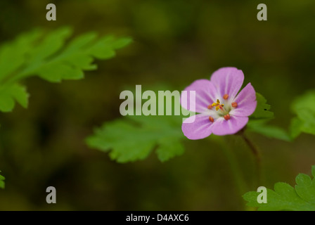 Peu Robin Geranium purpureum, Géraniacées, Monti Simbruini, Parc, Campaegli Cervara di Roma, lazio, Italie Banque D'Images