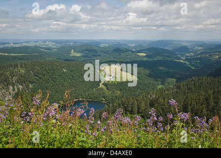 Vue depuis le mont Feldberg en été avec des fleurs, des montagnes et un lac Banque D'Images