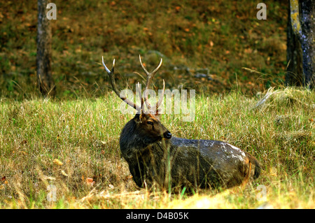 Barasingha mâle ou cerf des marais (Rucervus branderi duvaucelii) à Kanha National park. Banque D'Images