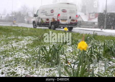 Orpington, Kent. 11 mars 2013. Les jonquilles dans la neige. Crédit : Jay Shaw-Baker / Alamy Live News Banque D'Images