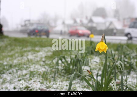 Orpington, Kent. 11 mars 2013. Les jonquilles dans la neige. Crédit : Jay Shaw-Baker / Alamy Live News Banque D'Images