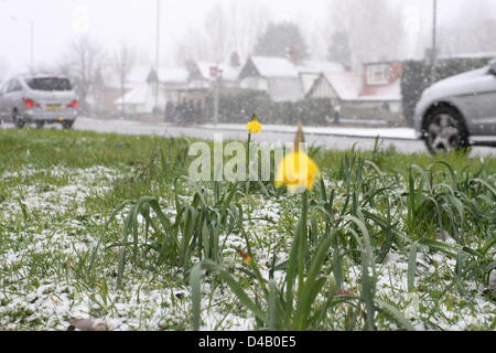 Orpington, Kent. 11 mars 2013. Les jonquilles dans la neige. Crédit : Jay Shaw-Baker / Alamy Live News Banque D'Images