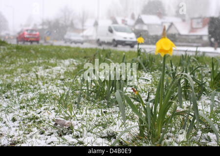 Orpington, Kent. 11 mars 2013. Les jonquilles dans la neige. Crédit : Jay Shaw-Baker / Alamy Live News Banque D'Images