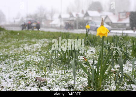 Orpington, Kent. 11 mars 2013. Les jonquilles dans la neige. Crédit : Jay Shaw-Baker / Alamy Live News Banque D'Images