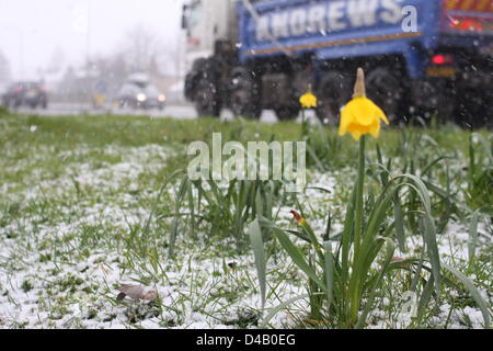 Orpington, Kent. 11 mars 2013. Les jonquilles dans la neige. Crédit : Jay Shaw-Baker / Alamy Live News Banque D'Images