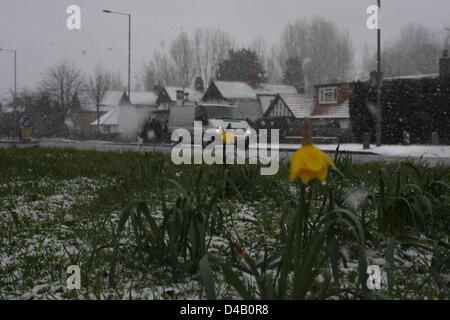 Orpington, Kent. 11 mars 2013. Les jonquilles dans la neige. Crédit : Jay Shaw-Baker / Alamy Live News Banque D'Images