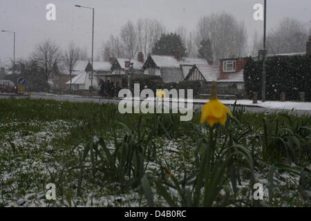 Orpington, Kent. 11 mars 2013. Les jonquilles dans la neige. Crédit : Jay Shaw-Baker / Alamy Live News Banque D'Images