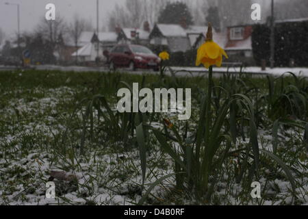 Orpington, Kent. 11 mars 2013. Les jonquilles dans la neige. Crédit : Jay Shaw-Baker / Alamy Live News Banque D'Images